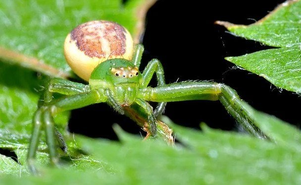 Spider-Krab / Photo: André Karwath aka aka  cc by-sa 2.5