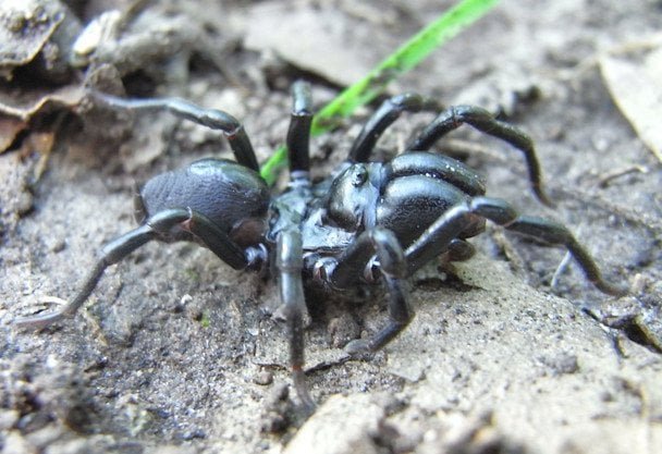 Aytipus spider / photo: siga  cc by-sa 3.0