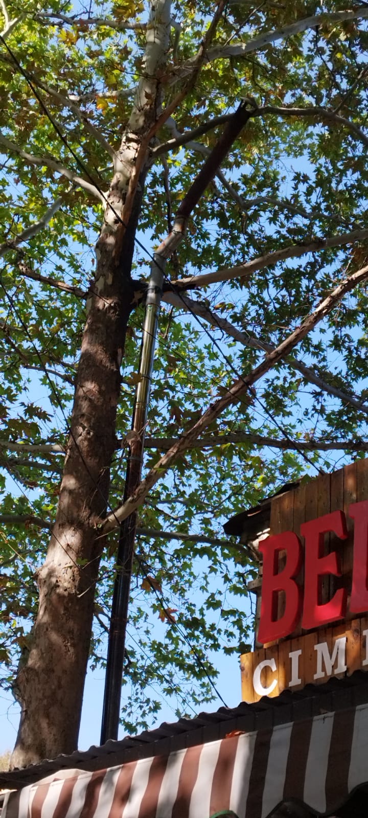 На зображенні може бути: дерево та текст «CIM OM CI»