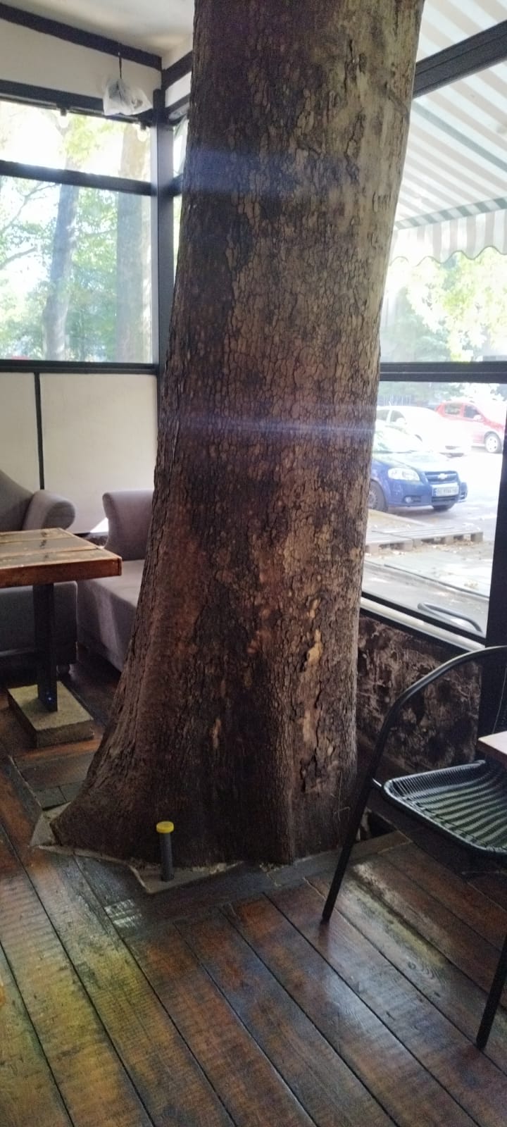 На зображенні може бути: дерево