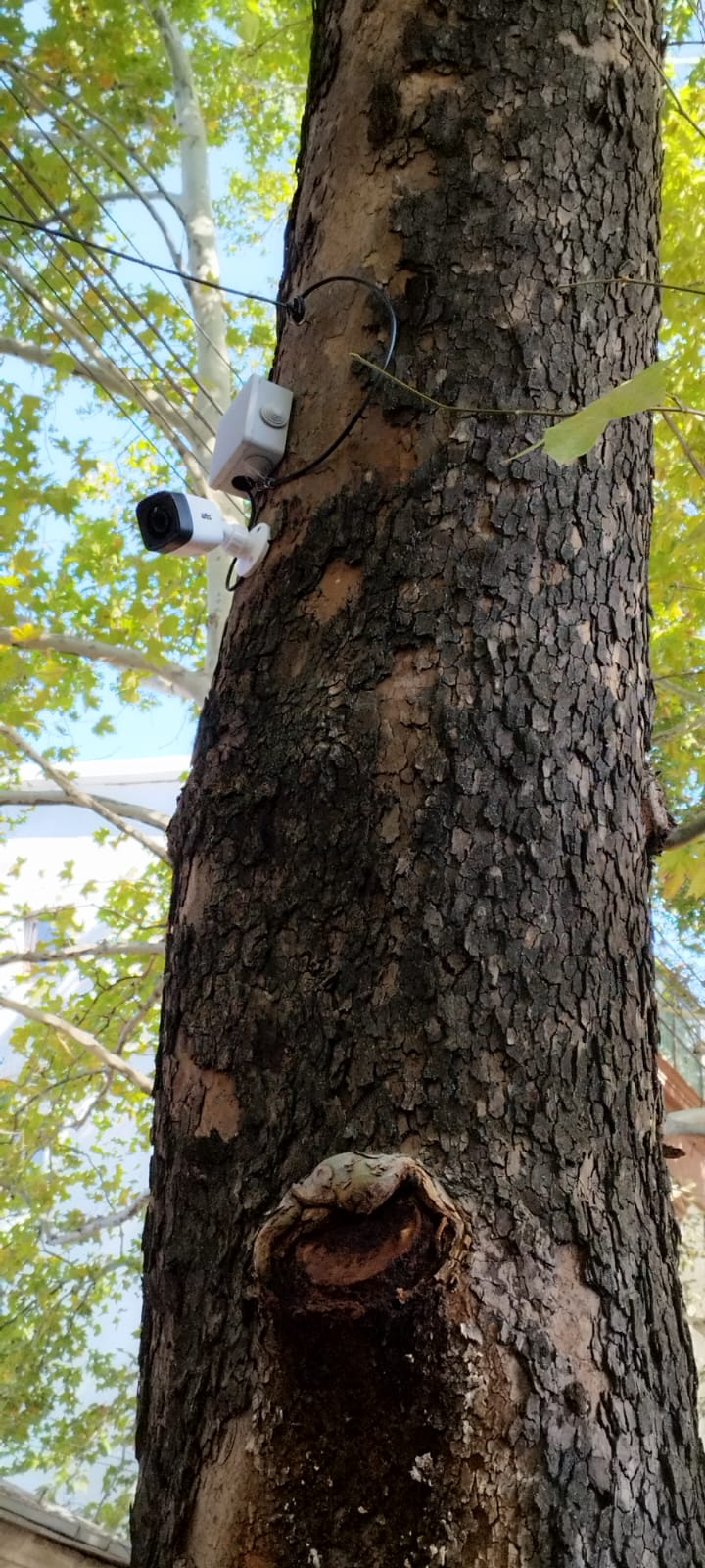 На зображенні може бути: дятел, бурундук та дерево