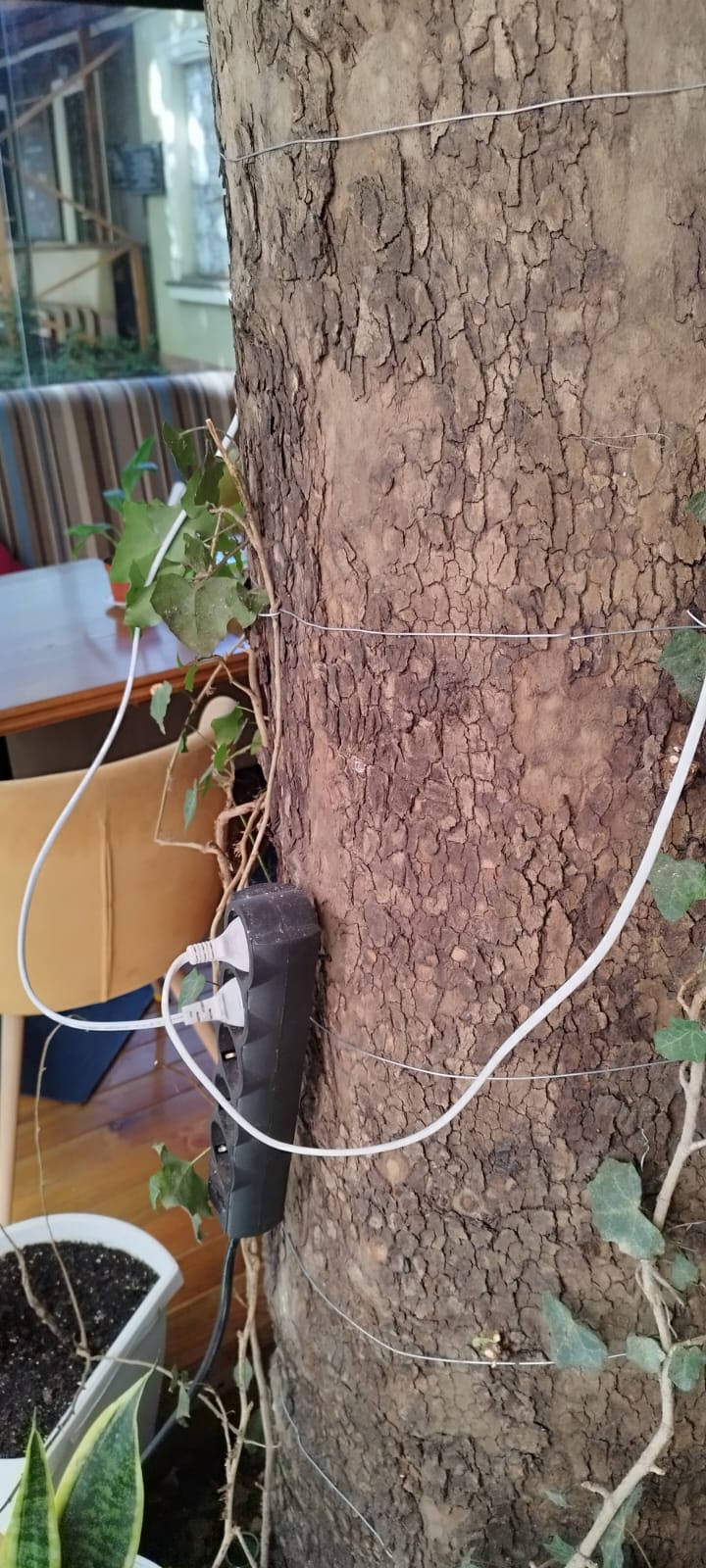 На зображенні може бути: плющ та дерево