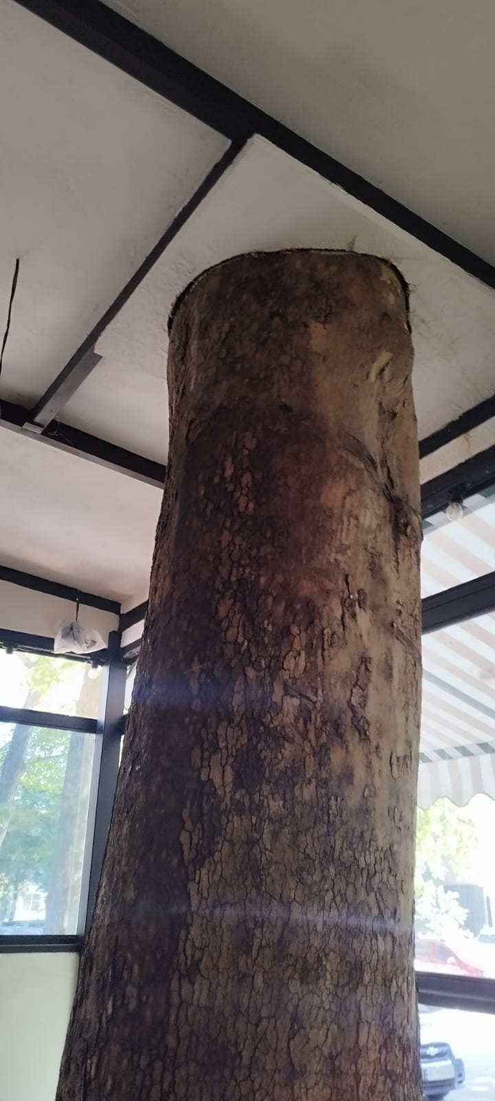 На зображенні може бути: дерево