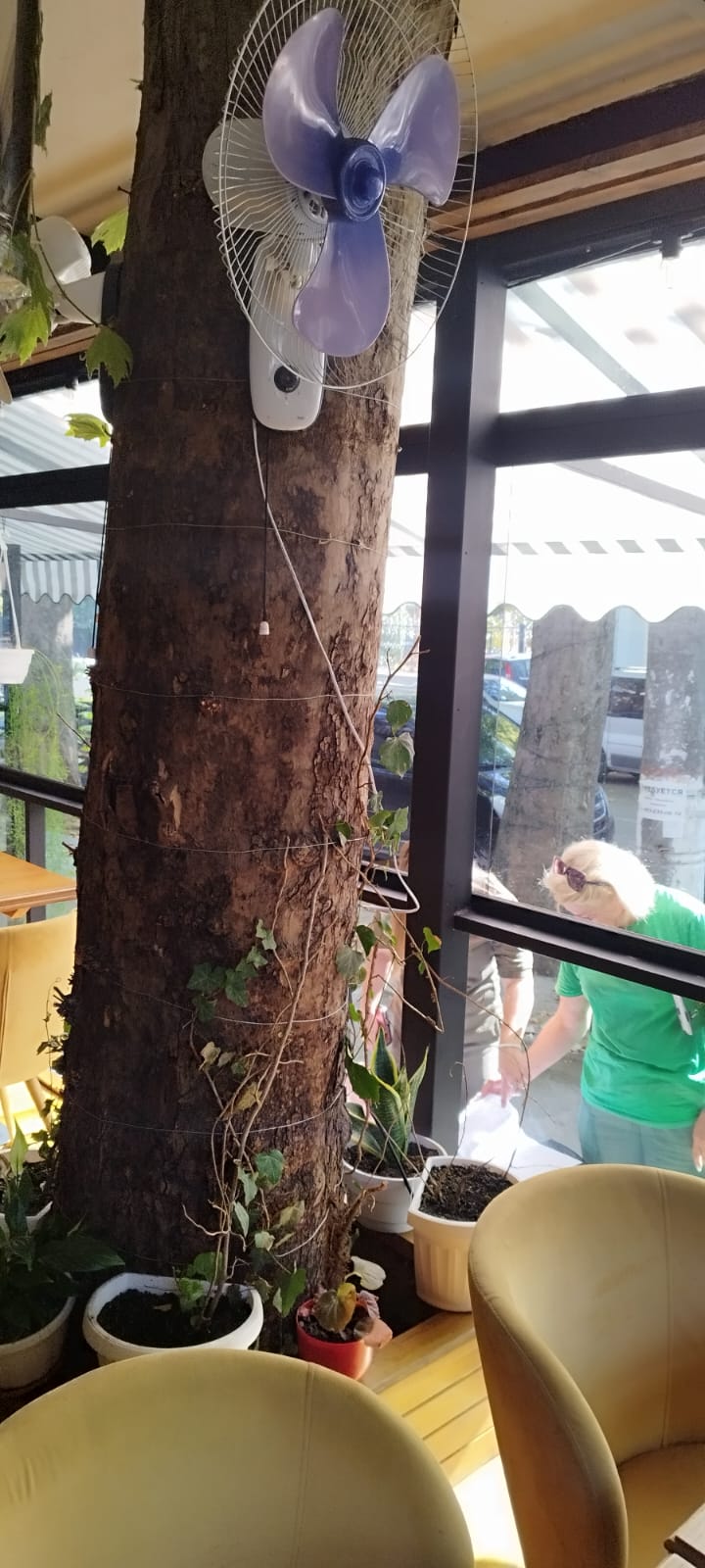 На зображенні може бути: 1 особа та дерево