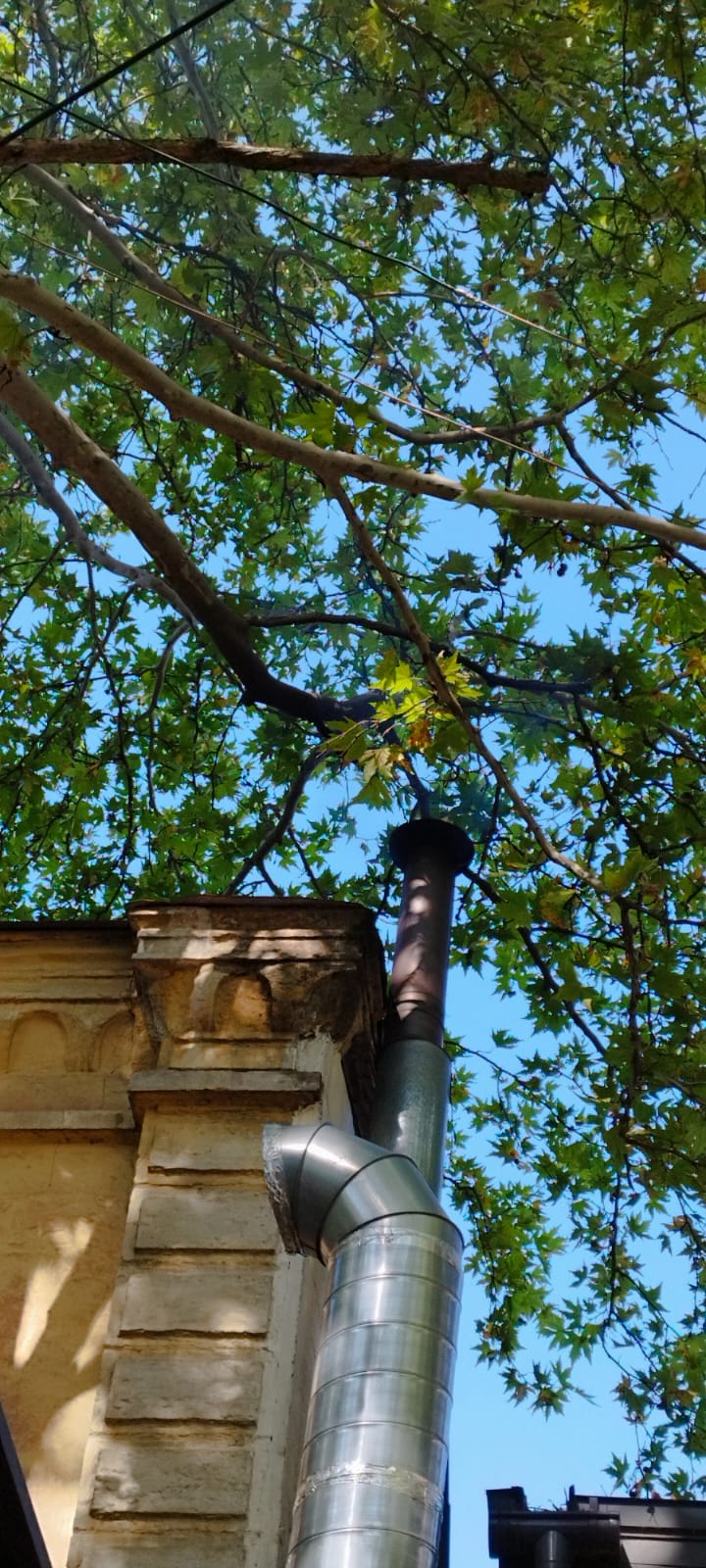 На зображенні може бути: дерево