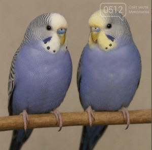 Попугаи держіть продажу