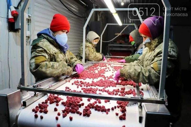 Холодильник и морозильник для заморозки малины и клубники.